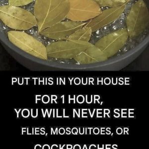 FB_IMG_1754082255233