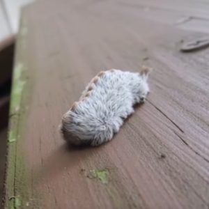 Mysterious Furry Creature Spotted on Park Bench Leaves Witnesses Stunned Screenshot_20250831_195344_Facebook(1)