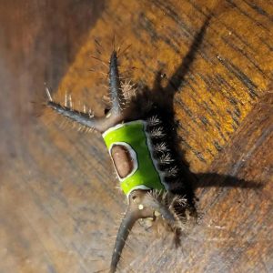 I saw something strange on the floor at home and wanted to touch it, but suddenly it started moving: I was horrified when I realized that it was 595083811_1415559759962719_2007340427448225398_n