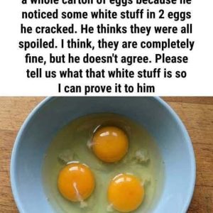 The White Strand Inside an Egg Explained: Why It Looks Unusual, What It Does, and How It Quietly Signals Freshness and Safety 625515272_4597781257124662_8387188130783688018_n